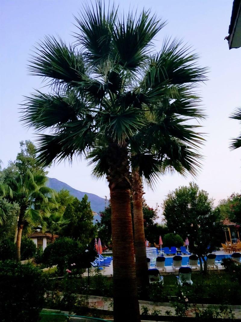 أولدينيس Gorkem Hotel & Apartments المظهر الخارجي الصورة